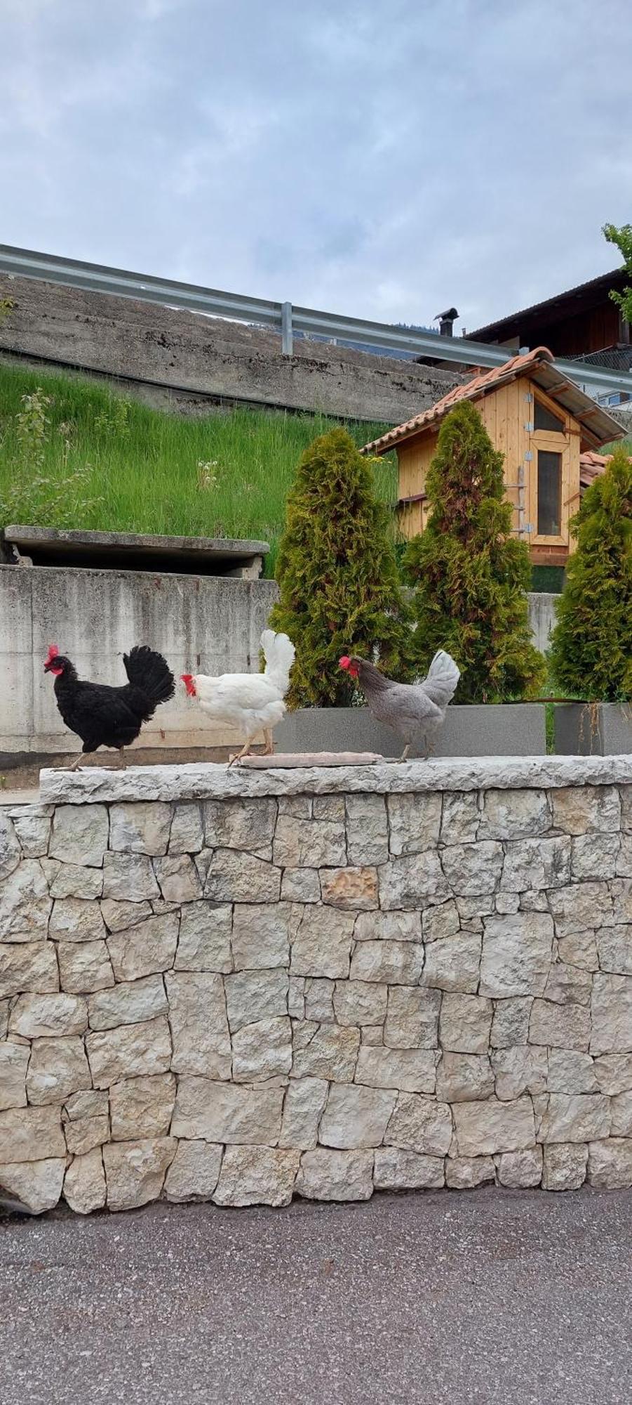Bed and Breakfast Horse House Romallo Esterno foto